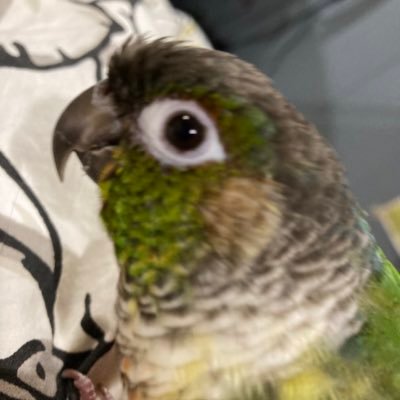 software engineer, vidya games, talk to me about birds.