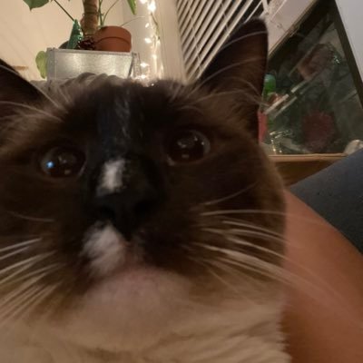 miapopia__'s profile picture. cat mom 🐱