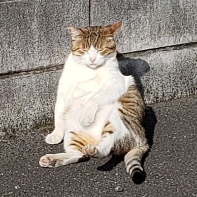 ねこやなぎ@肉球新党 Profile