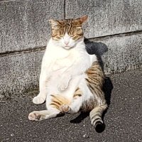 ねこやなぎ@肉球新党(@hanenoshippo) 's Twitter Profile Photo