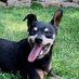 Scrappy Doo (@scrappymp) Twitter profile photo Scrappy Doo (@scrappymp) Twitter profile photo