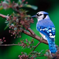 Burung Pintar(@BurungPintar) 's Twitter Profile Photo