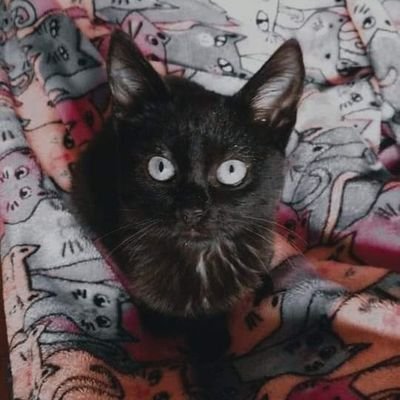 Bihotza13's profile picture. Soy Bihotza, un gato negro.Sé leer y escribir, lo que no sé es hablar. Por eso superviso a un grupo de humanos para rescatar y promover adopciones responsables.