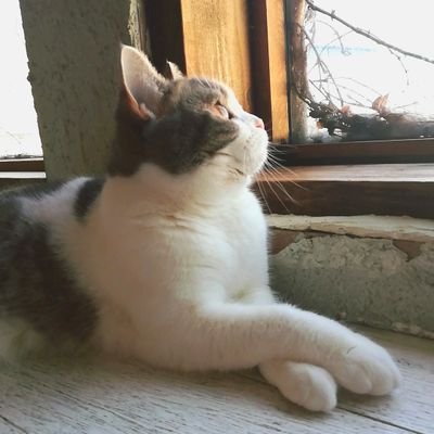 ·✧·下着(特にリサマリさん)·✧·美容·✧·健康·✧·ゆるく育乳·✧·動物·✧·お猫様·✧·Perfume·✧·ジブリ ·✧·無言フォロー失礼します🙇🏻♀️同じ趣味の方、仲良くしてくださると嬉しいです☺️変なリスト追加・鍵付き・エ□系・内容不明…ブロックします🚨男性からのいいね・リプ・フォロー要りません。