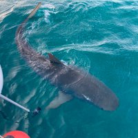 Shark Conservation Lab(@dalyengellab) 's Twitter Profile Photo