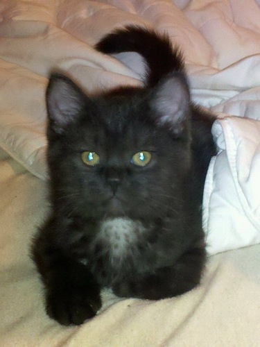 BernieDaCat's profile picture. My name is Bernard. You can call me Bernie. AKA Sex Panther #KittieModel #BusinessMogul #SuperStar