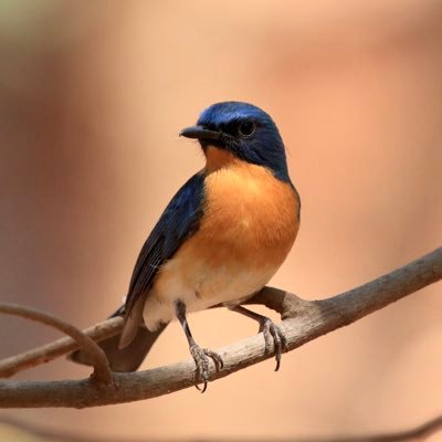 Casual_birder's profile picture. Here for Birding, Photography, Wildlife and interesting stuff on Environment, Science, Technology and so on…