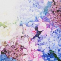 hana🌸🌸🌸(@hana_no_camera) 's Twitter Profile Photo