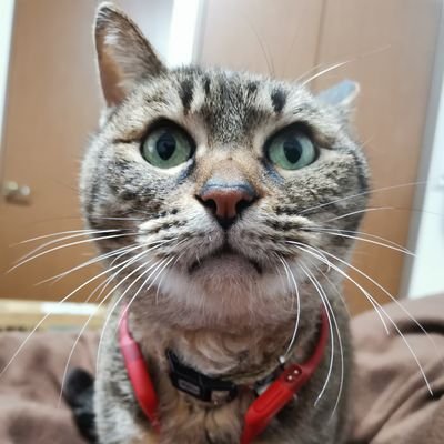 かず🏀さんのプロフィール画像