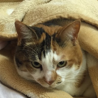 kamomin_227's profile picture. 推しは卒業したけどやっぱり #ナナニジ が好き。ルド女好き。#佐倉初 さん #一本鎗希華 さん #西本りみ さん #石井陽菜 さん #小野瀬みらい さん #遠藤三貴 さん #甲斐千尋 さん好き。#日葵隊長、#花守ゆみり さんと同じ誕生日。#悠木碧 さん、#早見沙織 さん、#高橋李依 さん好き😍
