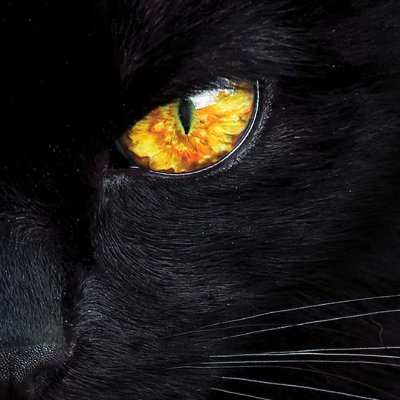 METABLKCAT's profile picture. "Black Cats Lead to Treasure"