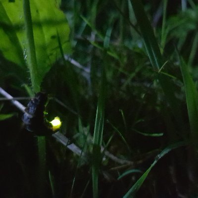 The work, research and crusade of a Glow-worm obsessive in Scotland. Assistant ecologist. #beetles #glowworms #fireflies #scotland #invertebrates #wildlife