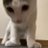 ぴーやのアイコン