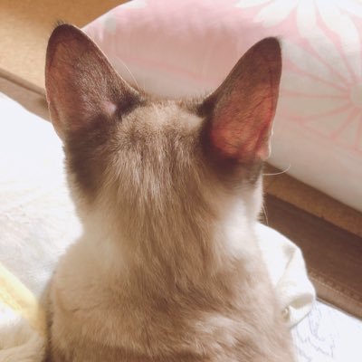 猫🐈♡ 2018年、瀕死の仔猫を保護してから猫ファースト生活に。翌年生まれたばかりの２匹のキジトラも保護して現在３匹の猫ちゃんと暮らしてます。 TNRボランティアしたいのですが、時間的に難しいのでボランティアのお手伝いしてます😊 無言フォローお許しください🙏基本DMでのやり取りはしていません