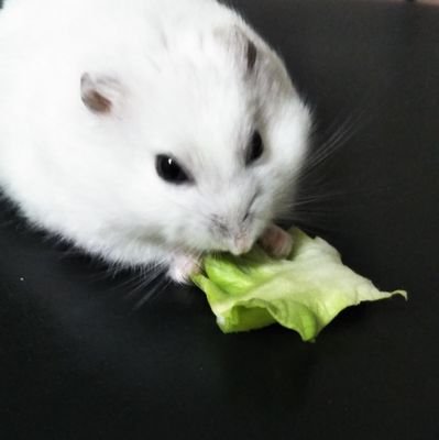 なな🍨さんのプロフィール画像