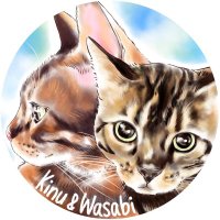 きぬ&ワサビ_ベンガル姉弟 (@kinuwasabi_0909) 's Twitter Profile Photo