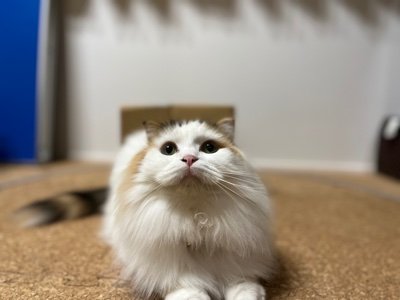 家に4匹猫がいる猫好きです！　リアンちゃん、ふうくん、くりくん、ちよくんの4匹です。相互フォローお願いします！