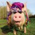 Crypto Pig (@the_crypto_pig) Twitter profile photo Crypto Pig (@the_crypto_pig) Twitter profile photo