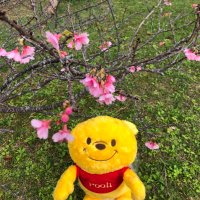 ayahime (@ayahime83571517) 's Twitter Profile Photo