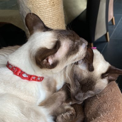 Siamese Siblings. Vinnie was skinny, shouty and occasionally slashy, OTR 20/8/23 Imp was sweet, round and chatty. OTR 2/8/23 loved by@janecomben #teammeezer