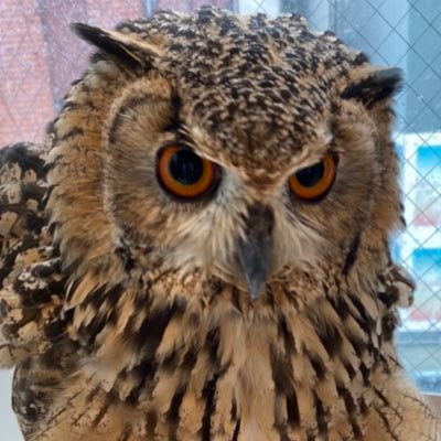 #ベンガルワシミミズク のシヴァと飼い主🦉👩 2020年10月〜我が家へ どうぞよろしくお願いします☺︎ インスタもやっています お気軽にフォローしてください♩