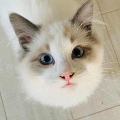 きよまろ♂です。🧸ラグドール🧸2021/9/17生まれ9キロ!猫界の癒し神を目指して投稿中🐈YouTubeは下のリンク先をクリック↓無言フォロー大歓迎🐈 ※現在DMの運用はしていません