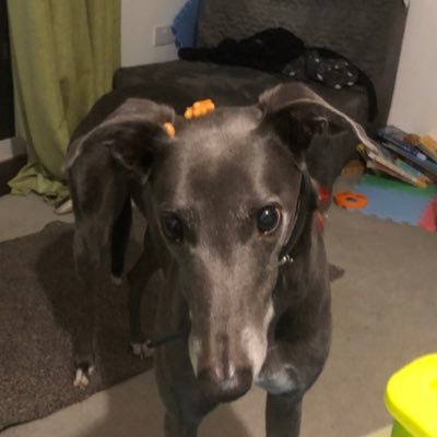 I am a greyhound. Cheese and chicken lover.