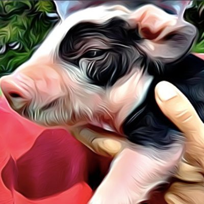 A lady pig #farmer learning about #crypto & diving into #altcoins.  Old farmers can learn new tricks!  #Farming is extremely hard 24/7 work!  Here to go 🚀🌜!!!