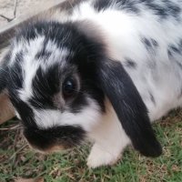 your elephant front feet (@noniebeyond) 's Twitter Profile