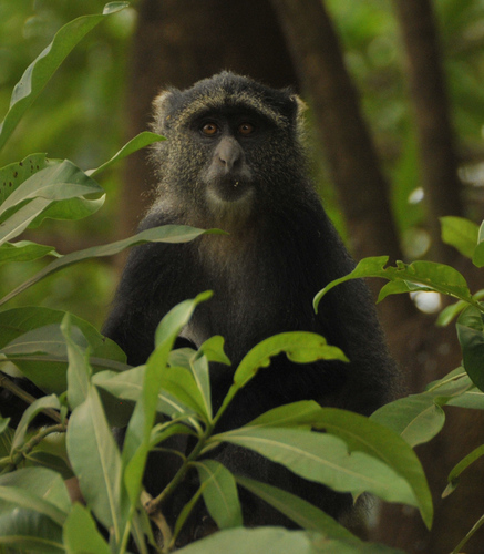 Sharing information about wild primates, their habitat, and conservation issues.