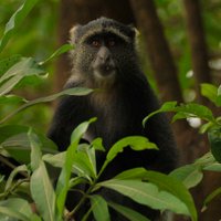 PrimateConservation (@conserveprim8s) 's Twitter Profile