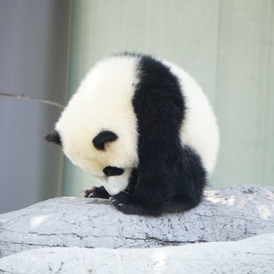 panda_____Z's profile picture. '99 愛知 お笑い/アイドル → 工藤・スリーブ・たいせつ/もののふ・REBORN・STYERA ・JAM ・MINI