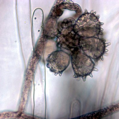 Research laboratory focused on arbuscular mycorrhizal symbioses (endosymbiotic associations of plants and arbuscular mycorrhizal fungi)