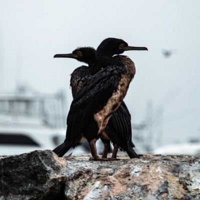 edithmaritza_1's profile picture. 🇵🇪