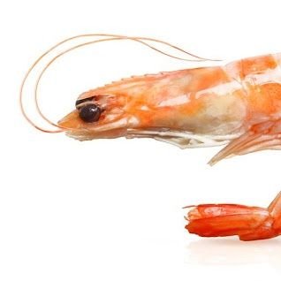 impetuoso_46's profile picture. I am a shrimp... And I am dump):
im 18