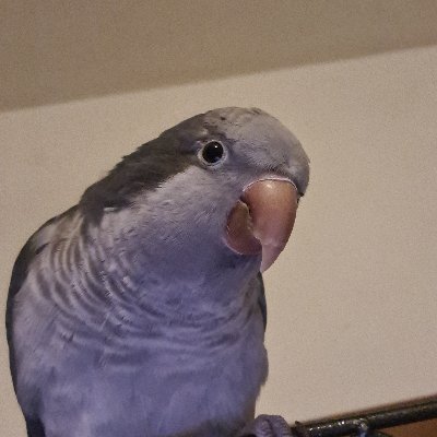 Hey guys I'm benny the quaker parrot Here is my life