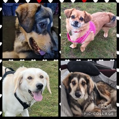 Saved in Romania by Sirius Animal Rescue. Now in my forever home with my sister Luna, Pixel and new addition Betty. Our family love us sooo much!