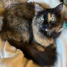punkin_friends's profile picture. A sassy tortie, a handsome ginger and their siblings! LET’S BE FRIENDS! ⬇️ 💙