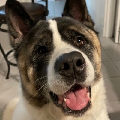 Everything Space, Electric Vehicles, Cooking & Exploring food, Denver Broncos, & spending time taking pictures of my Best Friend (American Akita), Rocket 🚀 🐕