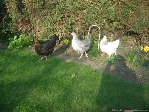 3 chickens, 2 kids, 1 husband, 1 job, sporadic blogger, twitter fritterer ,wannabe allotmenteer, reluctantly retired global traveller.