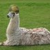 Alpaca🐀⚙️ (@mrbaggiebug) Twitter profile photo Alpaca🐀⚙️ (@mrbaggiebug) Twitter profile photo