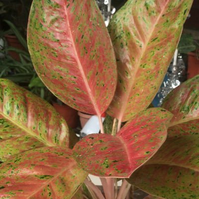 SecretG36346256's profile picture. Secret Guy , simple