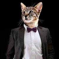 Sir Cat Bond(@SirCatBond1) 's Twitter Profile Photo