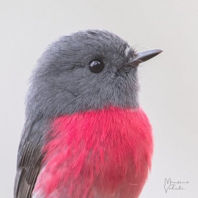 Avid bird photographer based in Brisbane