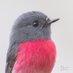 Oz Bird Photography (@oz_bird_) Twitter profile photo Oz Bird Photography (@oz_bird_) Twitter profile photo