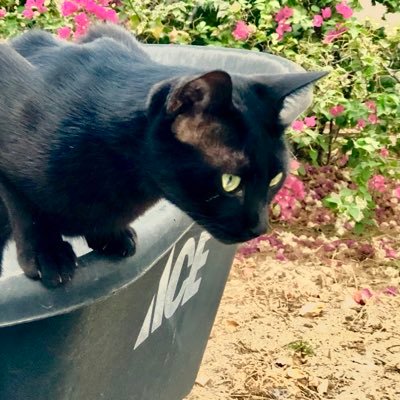Engineer. Designs TV studios for all your fav & hated shows. Fighting incurable Cancer. Owned by 3 cats. 🏳️⚧️🐈🐈⬛🐈🏳️🌈 Proud stepdad to @crimsonrll