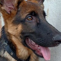 Leo (@leo_germansh) 's Twitter Profile
