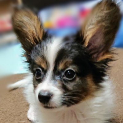 hug_hug519's profile picture. ♡Love Japan♡　
動物（特にパピヨン）と海外ドラマ大好き！
山本太郎・有田芳生・村本大輔・参政党・が大嫌い　
2007年4月からtwitterしてます　
★同姓維持賛成★
別姓推進派・押し付け反ワク・反マスク・月収ン万円自慢の人NG★
💘同じ気持ちを共有出来る方はフォロバします💘