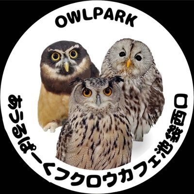 owlparktokyo Profile Picture