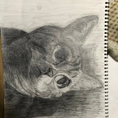 猫コンプレックスさんのプロフィール画像